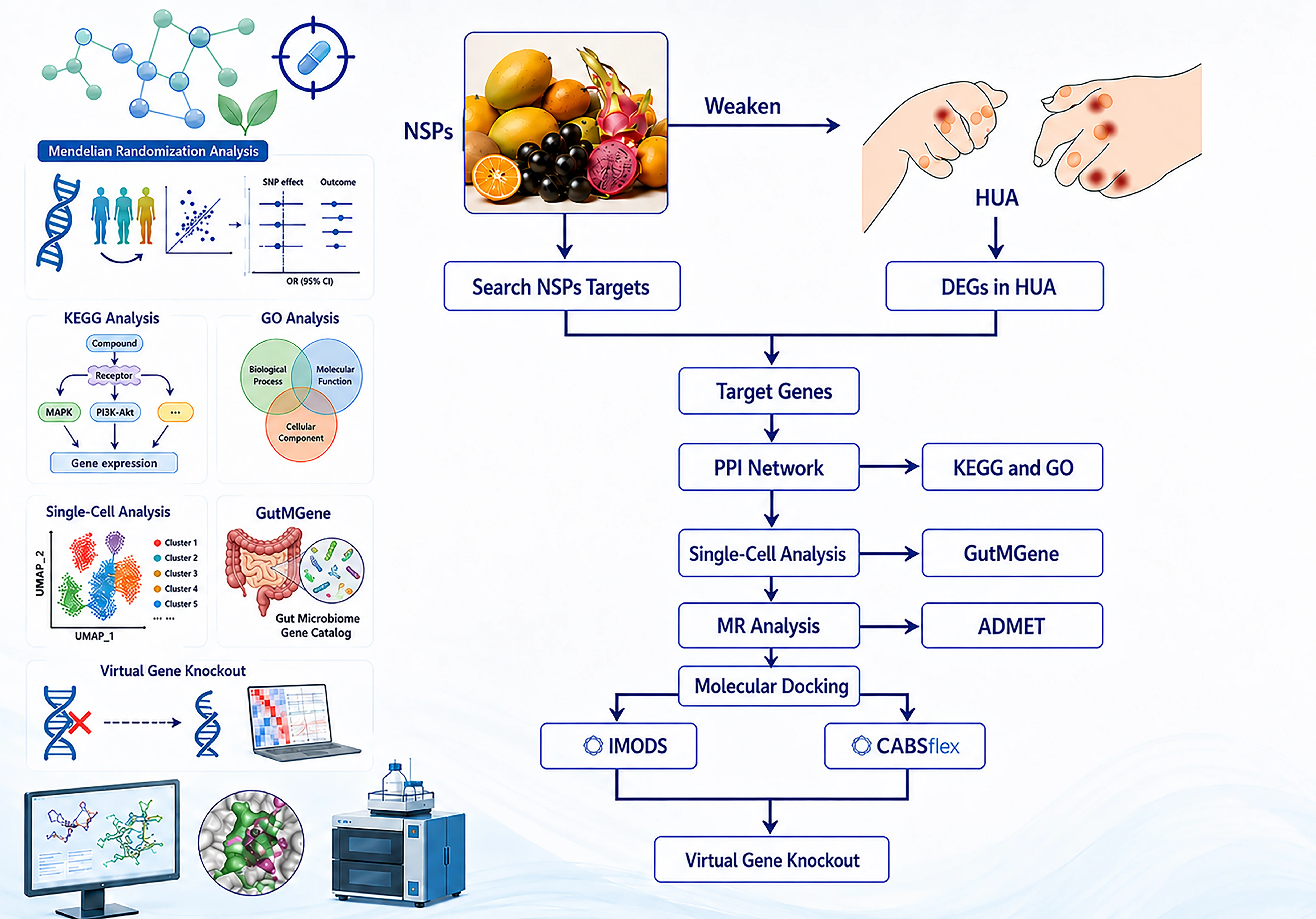 TLR4 Axis and Non-Starch Polysaccharides